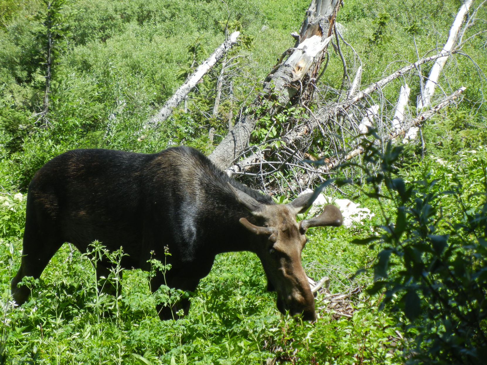 Moose in Tetons